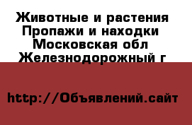 Животные и растения Пропажи и находки. Московская обл.,Железнодорожный г.